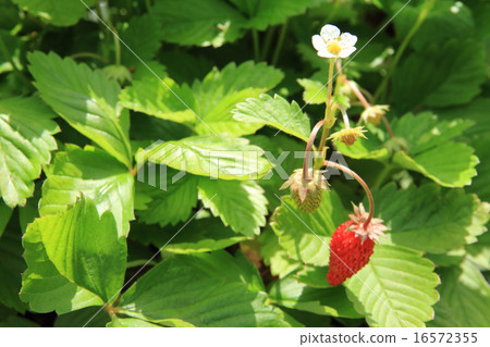 Wild strawberry 16572355