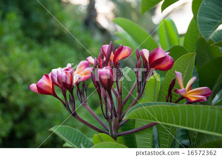 Wine red plumeria Wine red plumeria 16572362