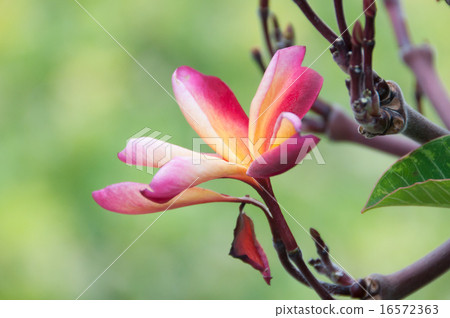 One wine red plumeria 16572363