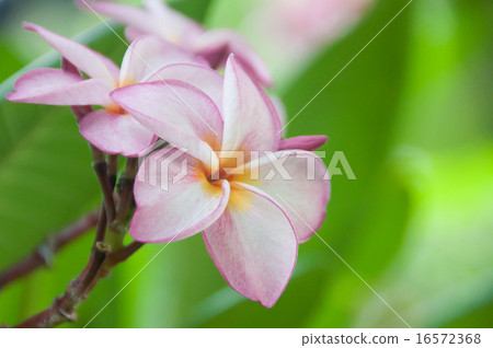 Pink plumeria Pink plumeria 16572368
