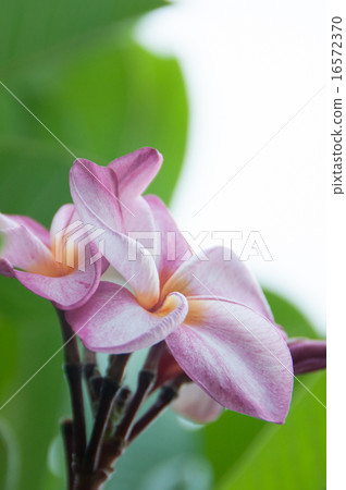 Plumeria upward Plumeria upward 16572370