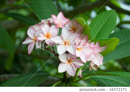 Plumeria full bloom Plumeria full bloom 16572371