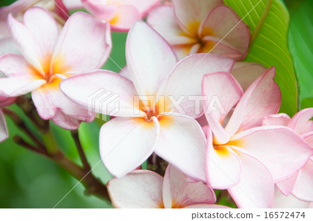 Plumeria up diagonal Plumeria up diagonal 16572474
