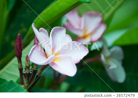 Beside Plumeria 16572479