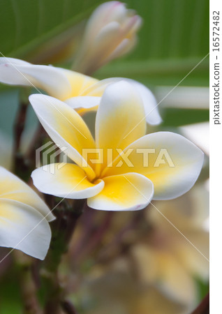 Cream colored plumeria vertical Cream colored plumeria vertical 16572482