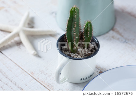 Table photo: Cactus and starfish 16572676
