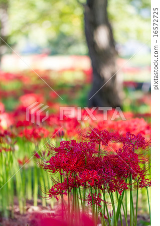 Keihin Gardens的群集孤挺花 16572725