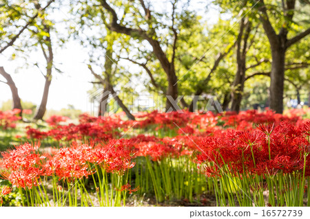 Keihin Gardens的群集孤挺花 16572739