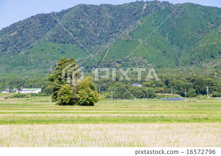 Totoro style tree 16572796