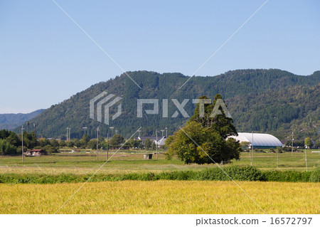 Totoro style tree 16572797