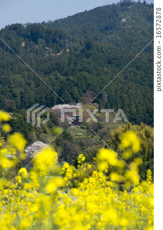 Asuka Oka-ji三塔遙遠的視圖Nano Hana當它開花時 16572878
