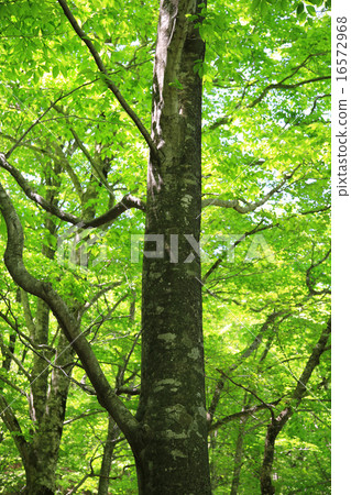 Shirakami mountain fresh green northeastern Shirakami mountain fresh green northeastern 16572968