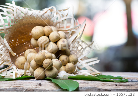 Lansium demesticum Corr fruit 16573128