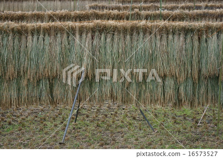 Rigging of rice Rigging of rice 16573527
