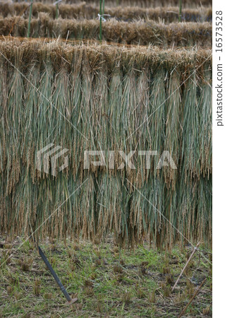 Rigging of rice 16573528