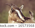 Goat 16573568