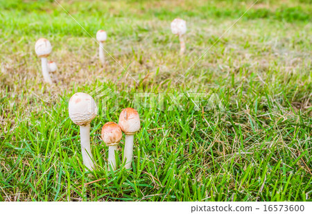 Mushrooms Growing in Grass 16573600