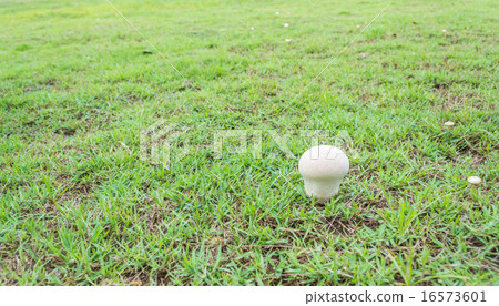 Mushrooms Growing in Grass 16573601