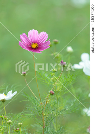 Cosmos Cosmos 16574100