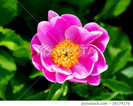 Peony root 16574178