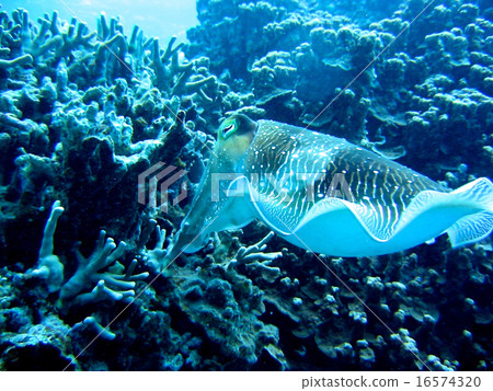 Spawning eggs of Kobume Spawning eggs of Kobume 16574320