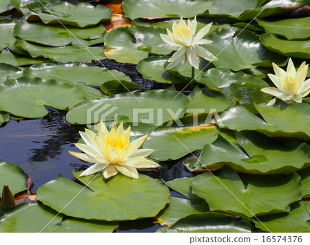 在福岡的Maizuru公園城堡遺址,黃色睡蓮很多 在福岡的Maizuru公園城堡遺址,黃色睡蓮很多 16574376