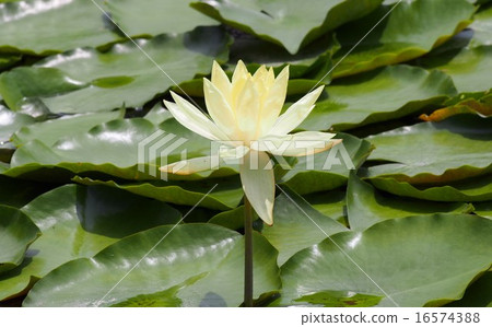 在福岡的Maizuru公園城堡遺址，黃色睡蓮很多 16574388