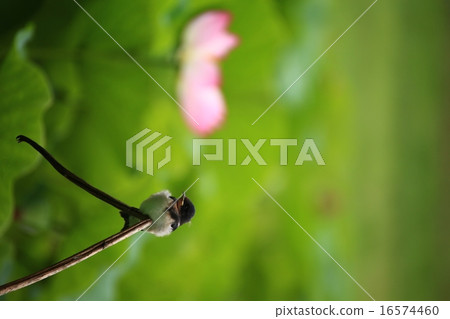 吞下483 吞下483 16574460