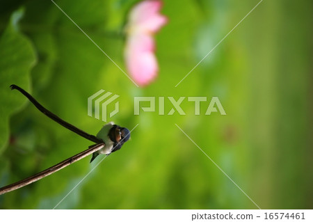 吞下485 吞下485 16574461