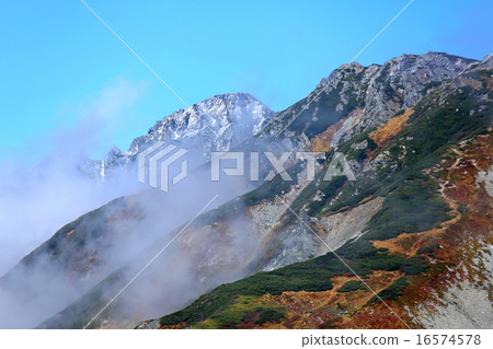 Tateyama Muro foli leaves 16574578