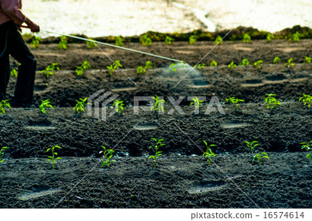insecticides spraying 16574614