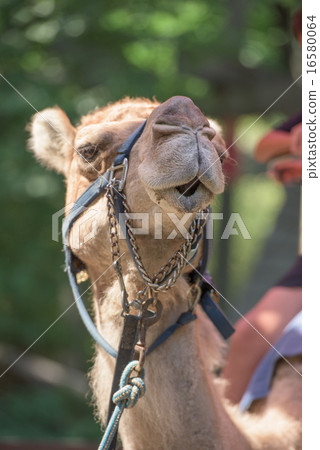 Dromedar Camel portrait near Bedouin Oasis 16580064