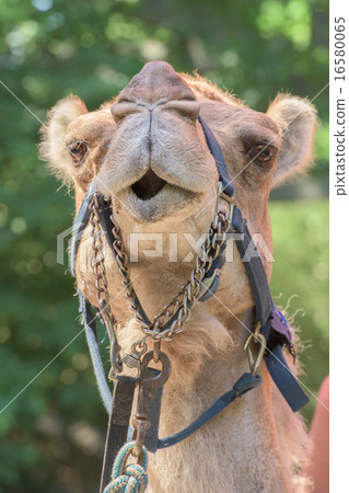 Dromedar Camel portrait near Bedouin Oasis 16580065