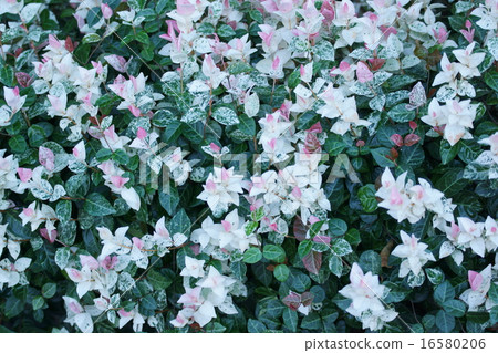 There are times when it is called the first snowflake Hatoyukizura five-color kudzu. There are times when it is called the first snowflake Hatoyukizura five-color kudzu. 16580206