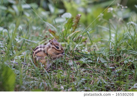 Chipmunks eat sunflower seeds Chipmunks eat sunflower seeds 16580208