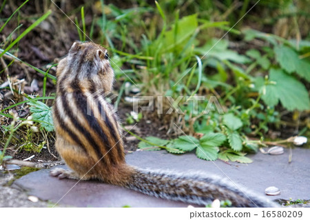 背麵條紋條紋乾淨 背麵條紋條紋乾淨 16580209