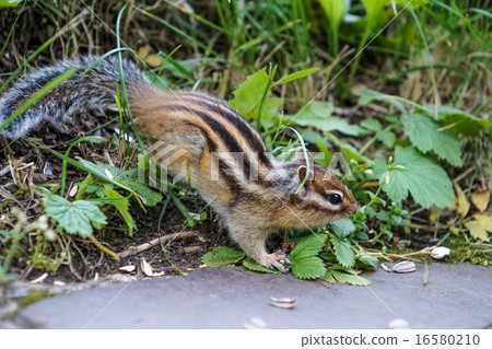 花栗鼠 花栗鼠 16580210