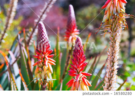 blossoming Aloe caesia in spring 16580280