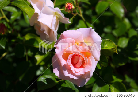 blossoming roses plant 16580349