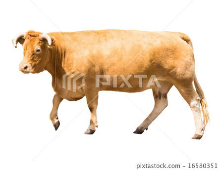 Cow 16580351