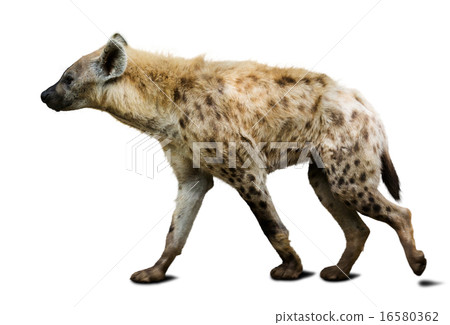 Spotted hyena Spotted hyena 16580362