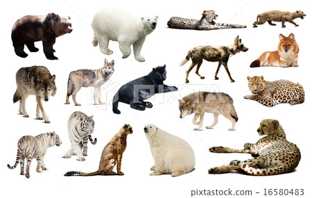 Set of predators. Isolated over white 16580483