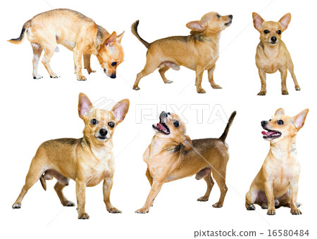 Set of Russian Toy Terriers Set of Russian Toy Terriers 16580484