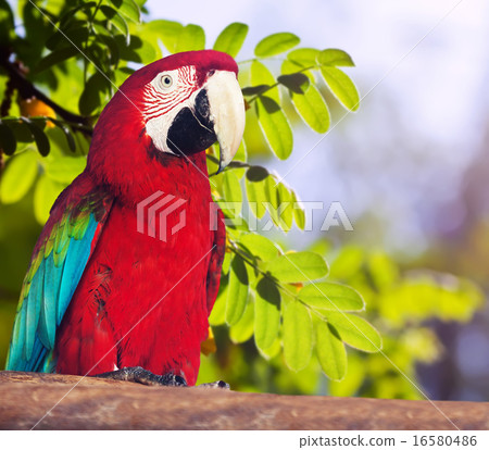 Portrait of Red-and-green Macaw 16580486