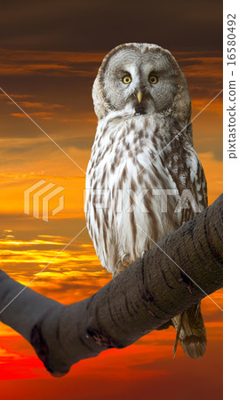 Great Grey Owl Great Grey Owl 16580492