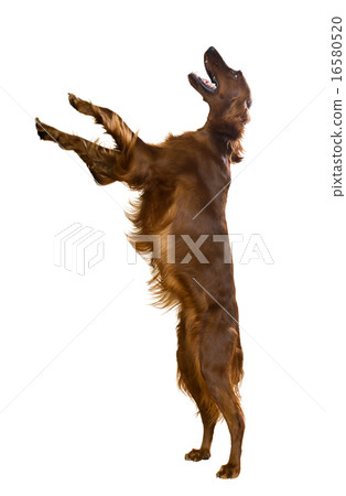 Irish Setter Irish Setter 16580520