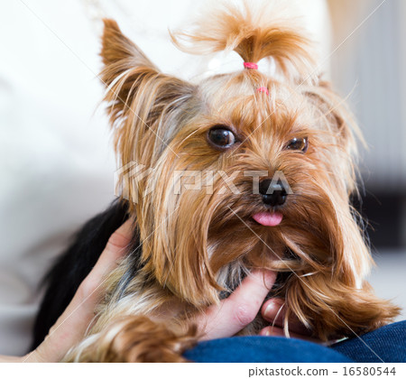 woman caressing charming Yorkie terrier 16580544