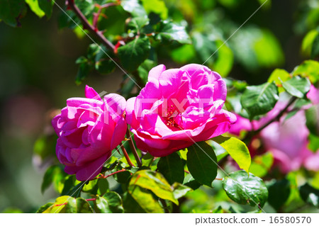 roses plant in spring roses plant in spring 16580570