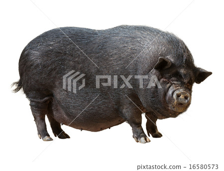Black pig over white Black pig over white 16580573