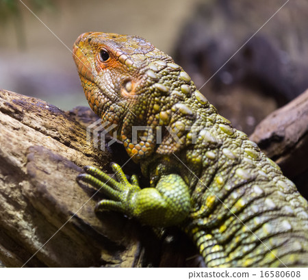 Caiman Lizard Caiman Lizard 16580608